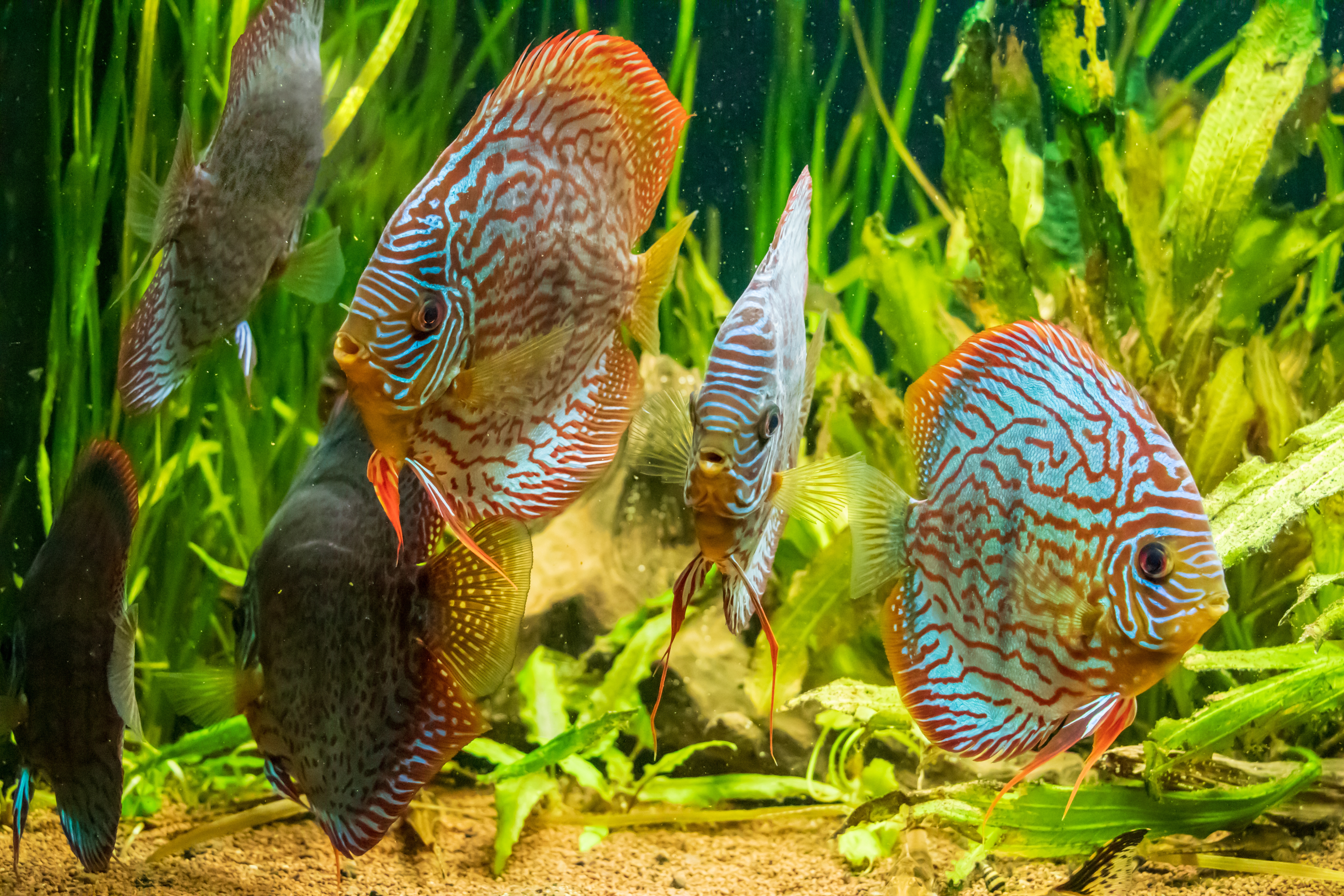 Fish tank services Gauteng